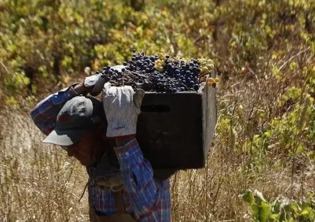 vino