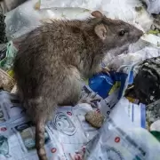 �Qu� es el hantavirus? S�ntomas y formas de prevenirlo