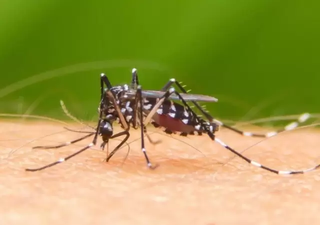 dengue-argentina-fotos-casos-verano-2020