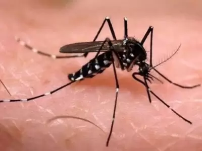 Dengue-Mendoza