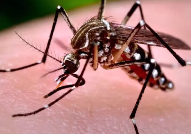 Dengue
