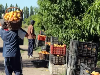 cosecha-mendoza