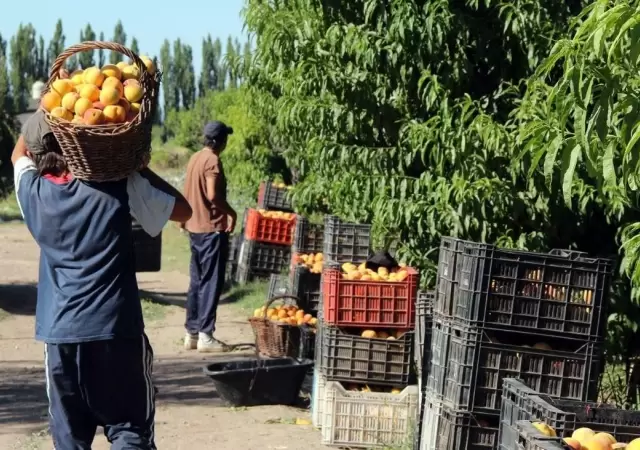 cosecha-mendoza