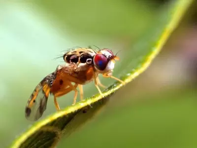 mosca-del-mediterr�neo