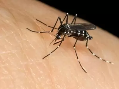 dengue-en-mendoza