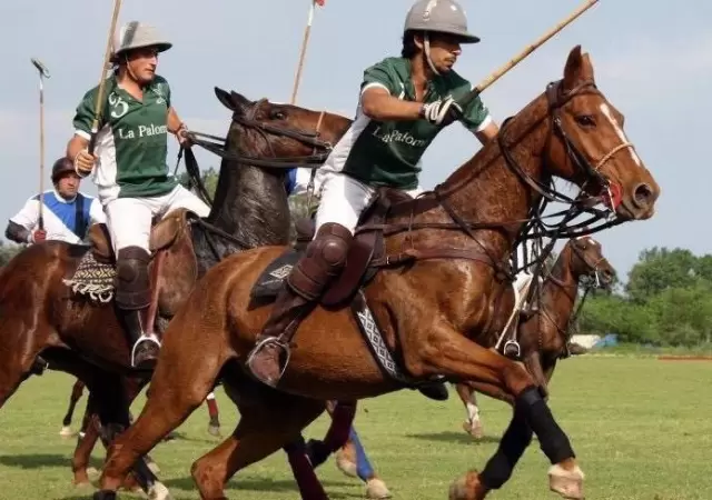 Polo-Vendimia