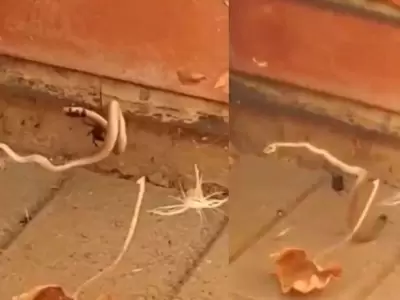 ara�a-vs-serpiente