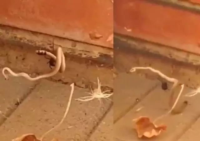 ara�a-vs-serpiente