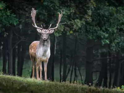 cazador-ciervo-francia-foto-video-ataque-6