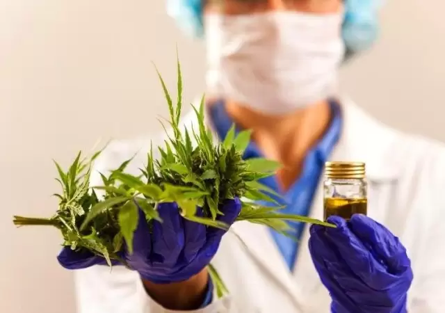 cannabis