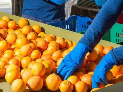 naranjas-productores