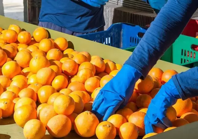 naranjas-productores