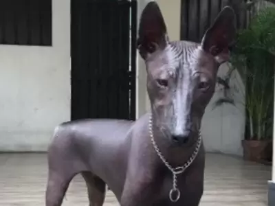 virales-perro