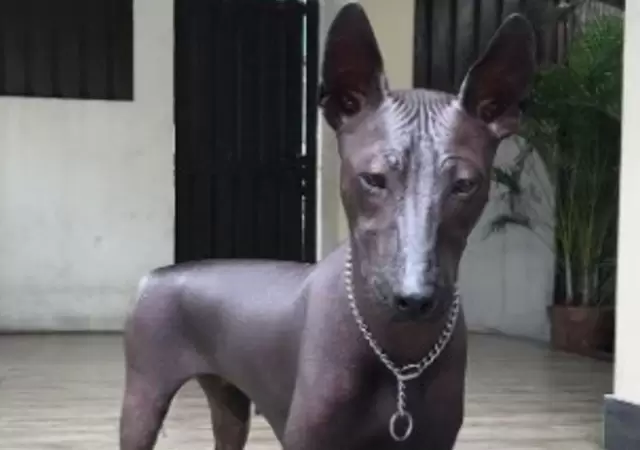 virales-perro