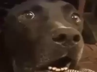 perro-sorpresa