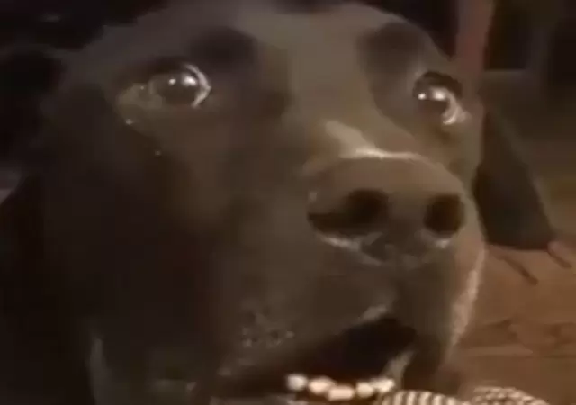 perro-sorpresa