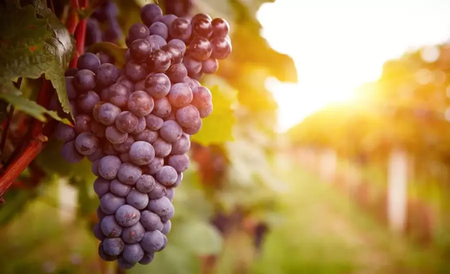 malbec