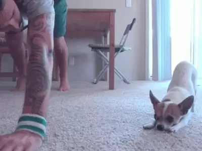 chihuahua