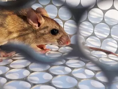 hantavirus