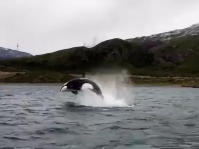 orcas-video-argentina-sur-tierra-del-fuego