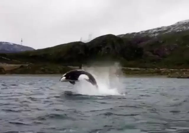 orcas-video-argentina-sur-tierra-del-fuego