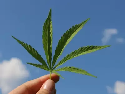 cannabis-la-rioja-proyecto-ley-uso-medicinal-aceite