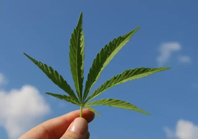 cannabis-la-rioja-proyecto-ley-uso-medicinal-aceite