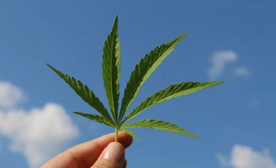 cannabis-la-rioja-proyecto-ley-uso-medicinal-aceite