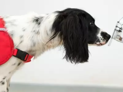 perros-detecci�n-coronavirus-hoy-raza-olfato