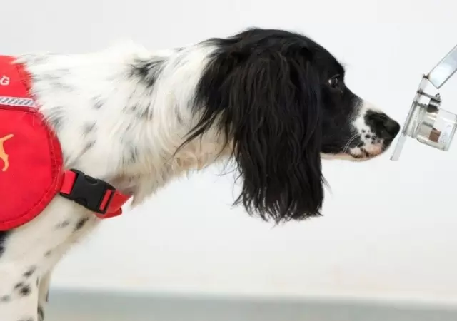 perros-detecci�n-coronavirus-hoy-raza-olfato