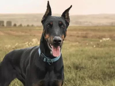 muerte-hombre-maip�-perros-d�berman
