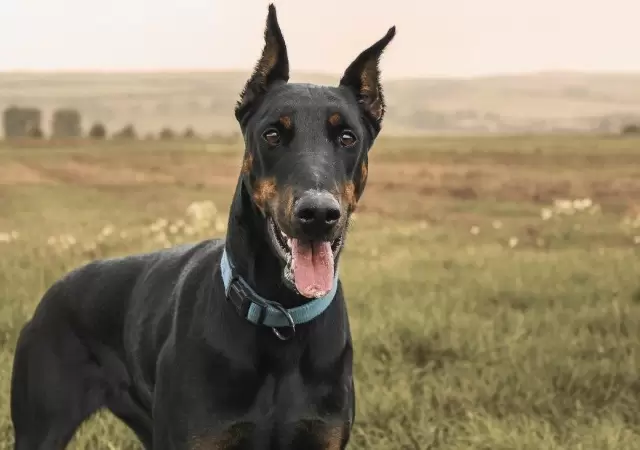 muerte-hombre-maip�-perros-d�berman