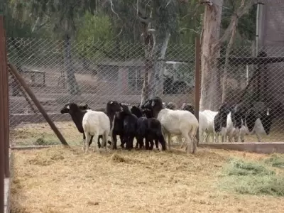 ecoparque-pandemia-mendoza