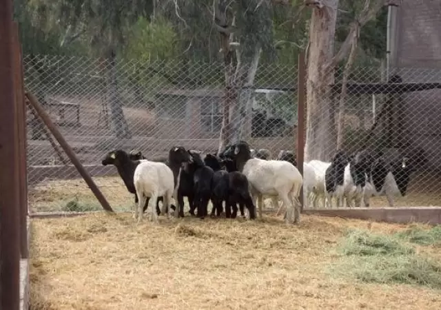 ecoparque-pandemia-mendoza