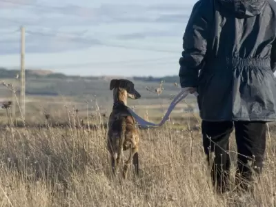 galgo-caza