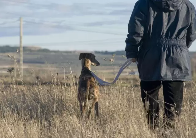 galgo-caza