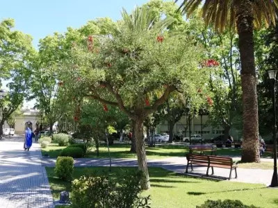 flor-del-ceibo-arboles-