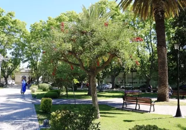 flor-del-ceibo-arboles-