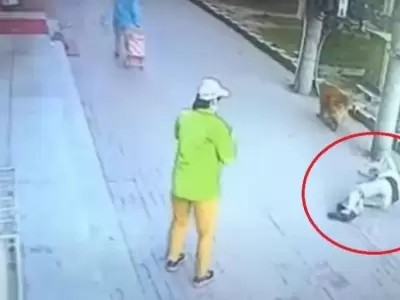 gatos-edificio-ca�da-video-viral-cabeza-