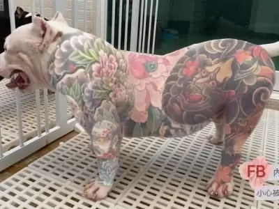 perro-tatuado