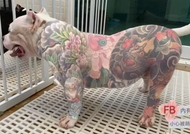 perro-tatuado
