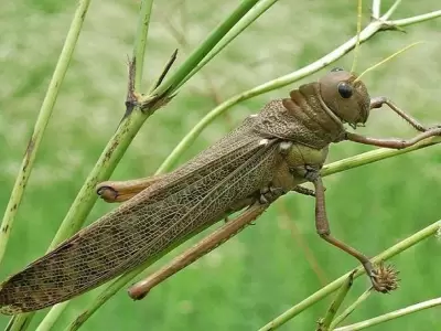 tucura-quebrachera-plaga