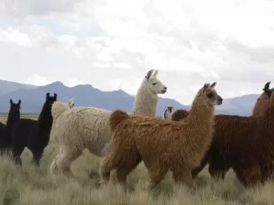 llamas-vacuna-suero-coronavirus-tucuman