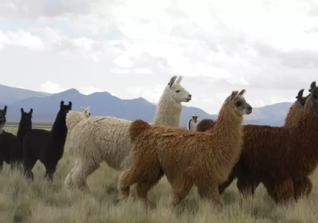 llamas-vacuna-suero-coronavirus-tucuman