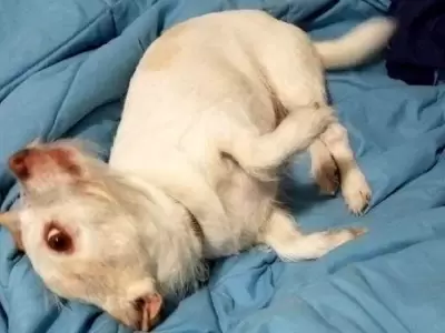 perro-ilusion