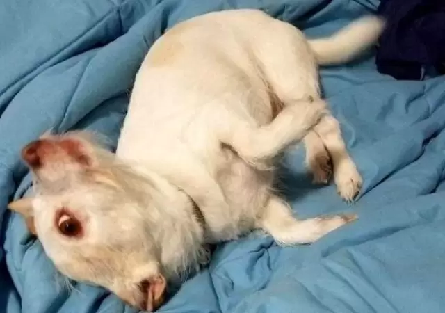 perro-ilusion