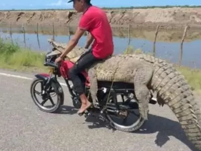 video-cocodrilo-en-moto
