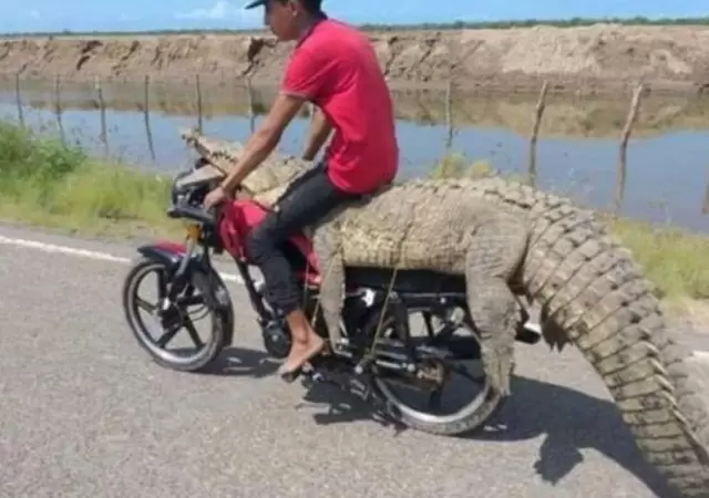 video-cocodrilo-en-moto