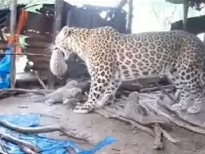 leopardo-video