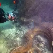 Video: Este buceador no teme al ponerse cara a cara con una anaconda de 6 metros